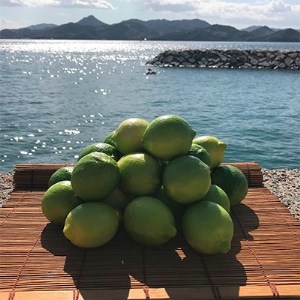 青いレモンの島　レモン約3kg【1092711】