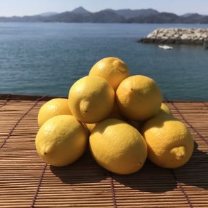 青いレモンの島　レモン約1kg【お試しセット】(冷蔵便発送)【配送不可地域：離島】【1403449】