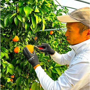 【12月上旬～順次発送】【訳あり】シュガーファームのまどんな5kg【1435464】