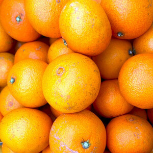 【12月上旬～順次発送】【訳あり】シュガーファームのまどんな5kg【1435464】