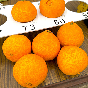 【12月上旬～順次発送】【訳あり】シュガーファームのまどんな5kg【1435464】