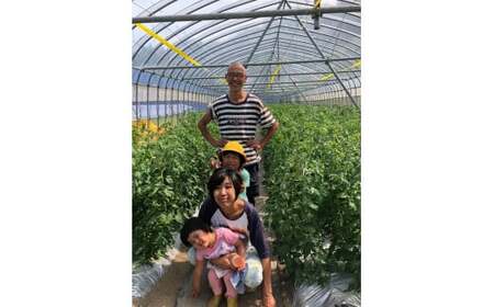 トマト 加工 食品「トマト農家のドライトマト 3個セット」｜トマト とまと ドライトマト 自然栽培 野菜 カレー トマトソース つまみ 濃縮 エコ栽培 安心 桃太郎トマト 酸味 甘味 乾燥 清流 料理 農園 トマト農園 旨み サンドイッチ サンドウィッチ 新鮮 煮込み 煮込み料理 アレンジ お酒のつまみ 美味しい 人気 ギフト プレゼント 自然 升田農園 愛媛 久万高原町