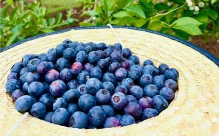 【先行予約】冷凍 ブルーベリー 大粒 1kg (500g×2パック) 5種類ミックス | 国産 愛媛県 久万高原町 農園直送 栽培期間中 農薬不使用 果実 フルーツ 果物 くだもの 朝食 ヨーグルト スムージー ビタミンC 食物繊維 長期保存 ※2026年8月上旬頃より順次発送予定