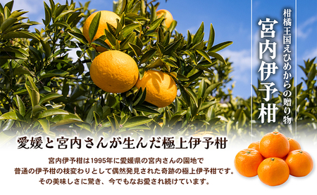 愛媛県産JA正規品 宮内伊予柑（いよかん） 約10Kg【優】3L～L（2025年1月～順次発送）【旬 甘い みかん 蜜柑 柑橘 かんきつ 高級 先行予約】