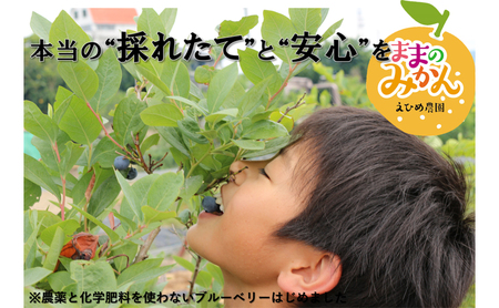 【数量限定 先行予約】訳ありせとかサイズ不揃い約3キロ家庭用 2月下旬頃~順次発送〈産地直送 愛媛県 甘い みかん フルーツ〉