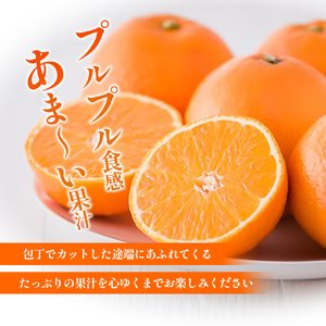 紅まどんな　1箱（5～6個入り）申込12月8日まで 11月下旬から順次発送【期間限定 数量限定 ミカン みかん 柑橘 高級品 正規品 紅マドンナ フルーツ 果物 スイーツ おやつ 愛媛県 贈答】