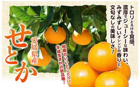 【数量限定 先行予約】愛媛県産せとか（ハウス）約2.7kg[50R0846] 【高島屋選定品】L～３Lサイズ(10～15玉) 1月下旬頃～順次発送＜ギフト 高級 甘い みかん    フルーツ＞ [No.5310-0042]