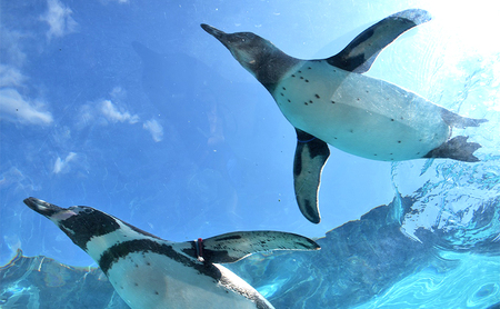 とべ動物園「年間パスポート」 チケット 入場券 優待券 大規模 ジップライン 