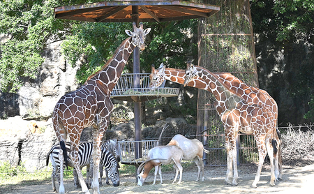 とべ動物園「年間パスポート」 チケット 入場券 優待券 大規模 ジップライン 