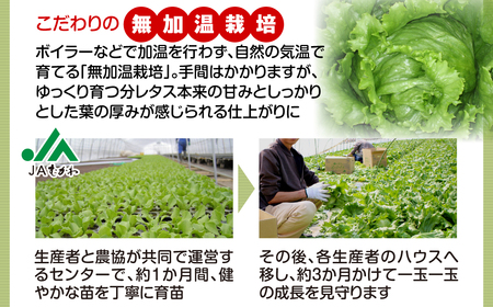 ＜2026年3月下旬より発送＞ハウスレタス MKWAL1001
