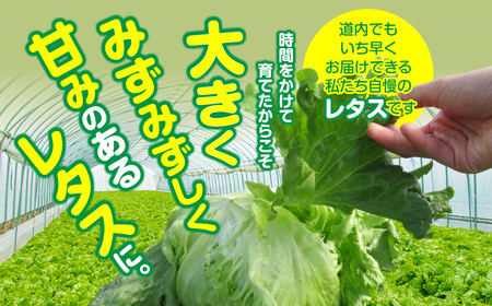 ＜2026年3月下旬より発送＞ハウスレタス MKWAL1001