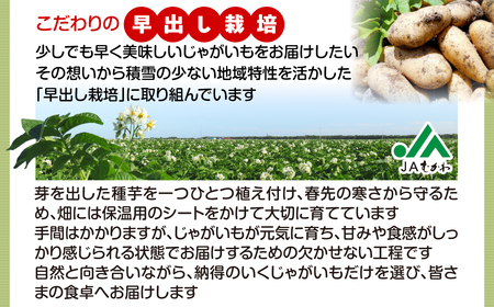 ＜2026年8月上旬より発送＞ばれいしょ MKWAL2001