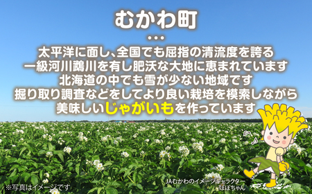 ＜2026年8月上旬より発送＞ばれいしょ MKWAL2001