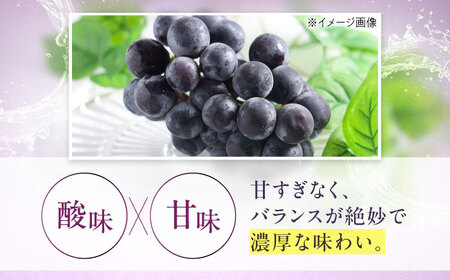 【先行予約】ニューピオーネ 約2kg1箱（4房から6房）＜2026年8月中旬から発送＞/ ニューピオーネ ぶどう ブドウ 葡萄 愛媛県 愛媛 内子町 フルーツ 果物 送料無料 美味しい おすすめ 人気 特産品 四国 国産 【有限会社ふじブドウ園】 [BKCW004]