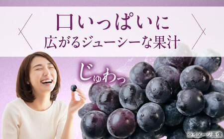 【先行予約】ニューピオーネ 約2kg1箱（4房から6房）＜2026年8月中旬から発送＞/ ニューピオーネ ぶどう ブドウ 葡萄 愛媛県 愛媛 内子町 フルーツ 果物 送料無料 美味しい おすすめ 人気 特産品 四国 国産 【有限会社ふじブドウ園】 [BKCW004]