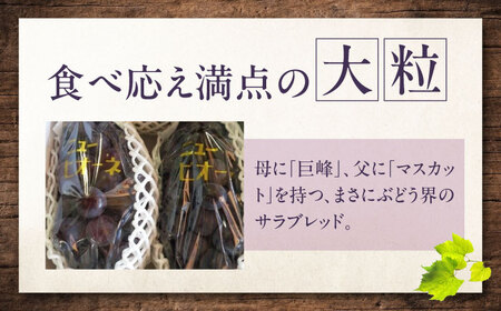 【先行予約】ニューピオーネ 約2kg1箱（4房から6房）＜2026年8月中旬から発送＞/ ニューピオーネ ぶどう ブドウ 葡萄 愛媛県 愛媛 内子町 フルーツ 果物 送料無料 美味しい おすすめ 人気 特産品 四国 国産 【有限会社ふじブドウ園】 [BKCW004]