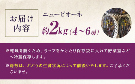 【先行予約】ニューピオーネ 約2kg1箱（4房から6房）＜2026年8月中旬から発送＞/ ニューピオーネ ぶどう ブドウ 葡萄 愛媛県 愛媛 内子町 フルーツ 果物 送料無料 美味しい おすすめ 人気 特産品 四国 国産 【有限会社ふじブドウ園】 [BKCW004]