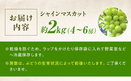【先行予約】シャインマスカット 約2kg1箱（4房から6房）＜2026年8月中旬から発送＞/ シャインマスカット マスカット ますかっと ぶどう ブドウ 葡萄 愛媛県 愛媛 内子町 フルーツ 果物 送料無料 美味しい おすすめ 人気 皮ごと 特産品 国産 【有限会社ふじブドウ園】 [BKCW005]
