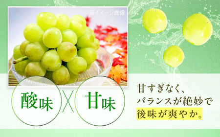 【先行予約】瀬戸ジャイアンツ 約2kg1箱（4房から6房）＜2026年8月下旬から発送＞/ 瀬戸ジャイアンツ ぶどう ブドウ 葡萄 マスカット ますかっと 愛媛県 愛媛 内子町 フルーツ 果物 送料無料 美味しい おすすめ 人気 皮ごと 特産品 四国 国産 【有限会社ふじブドウ園】 [BKCW001]