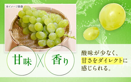 【先行予約】ロザリオ・ビアンコ 約2kg1箱（4房から6房）＜2026年8月下旬から発送＞/ ロザリオ・ビアンコ ぶどう ブドウ 葡萄 愛媛県 愛媛 内子町 フルーツ 果物 送料無料 美味しい おすすめ 人気 皮ごと 特産品 四国 国産 【有限会社ふじブドウ園】 [BKCW002]