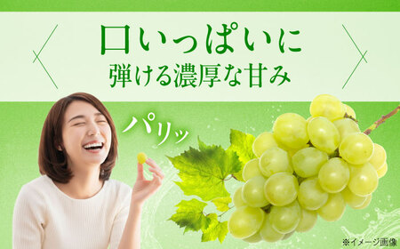 【先行予約】ロザリオ・ビアンコ 約2kg1箱（4房から6房）＜2026年8月下旬から発送＞/ ロザリオ・ビアンコ ぶどう ブドウ 葡萄 愛媛県 愛媛 内子町 フルーツ 果物 送料無料 美味しい おすすめ 人気 皮ごと 特産品 四国 国産 【有限会社ふじブドウ園】 [BKCW002]