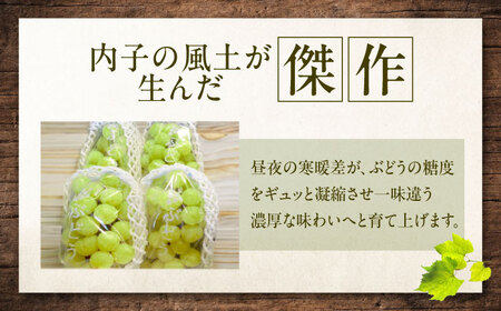 【先行予約】ロザリオ・ビアンコ 約2kg1箱（4房から6房）＜2026年8月下旬から発送＞/ ロザリオ・ビアンコ ぶどう ブドウ 葡萄 愛媛県 愛媛 内子町 フルーツ 果物 送料無料 美味しい おすすめ 人気 皮ごと 特産品 四国 国産 【有限会社ふじブドウ園】 [BKCW002]