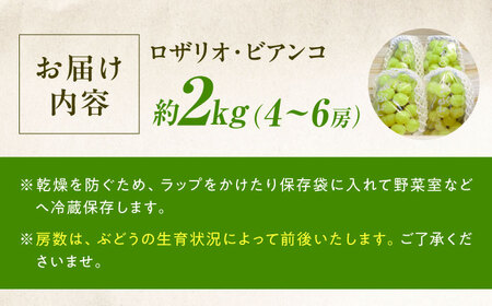 【先行予約】ロザリオ・ビアンコ 約2kg1箱（4房から6房）＜2026年8月下旬から発送＞/ ロザリオ・ビアンコ ぶどう ブドウ 葡萄 愛媛県 愛媛 内子町 フルーツ 果物 送料無料 美味しい おすすめ 人気 皮ごと 特産品 四国 国産 【有限会社ふじブドウ園】 [BKCW002]