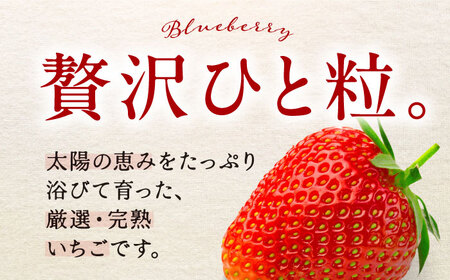 【先行予約】季節のイチゴ詰め合わせ 400g×2パック ＜2026年4月下旬以降発送＞ ／ いちご イチゴ 苺 果物 フルーツ 国産 産地直送 農家直送【周年観光農園エコファームうちこ】 [BKBW002]