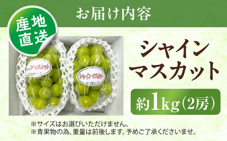 【先行予約】シャインマスカット 秀品 2房 約1kg ＜2026年8月下旬から発送開始＞ ／ シャインマスカット 大人気 愛媛県 美味しい 人気 皮ごと 葡萄 ブドウ 愛媛県産 内子町産 新鮮 旬 フルーツ 果物 くだもの【株式会社フジ・アグリフーズ】[BKAY003]