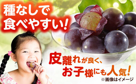 種無しピオーネ2kg／ぶどう 種なし フルーツ くだもの 内子町【フルーツファームやまおか】 [BKCO001]