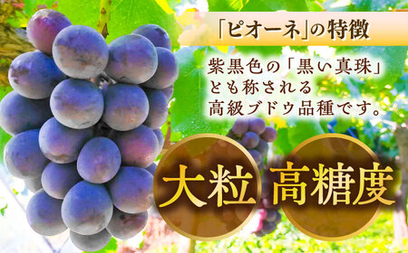 種無しピオーネ2kg／ぶどう 種なし フルーツ くだもの 内子町【フルーツファームやまおか】 [BKCO001]