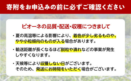 種無しピオーネ2kg／ぶどう 種なし フルーツ くだもの 内子町【フルーツファームやまおか】 [BKCO001]