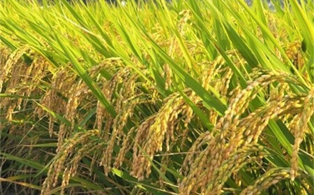 内子からり米　令和7年産ヒノヒカリ（玄米10kg×1袋）【北海道・沖縄配送不可】