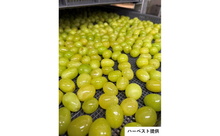 ドライシャインマスカット（２袋セット・化粧箱入）