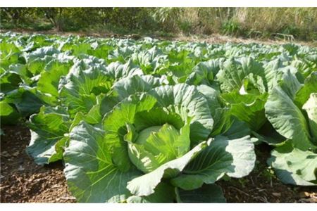 道の駅からり直送！【6ヶ月定期便】季節の野菜の詰合せ【北海道・東北・沖縄配送不可】