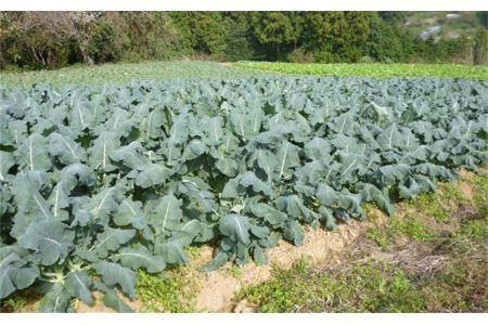 道の駅からり直送！【6ヶ月定期便】季節の野菜の詰合せ【北海道・東北・沖縄配送不可】