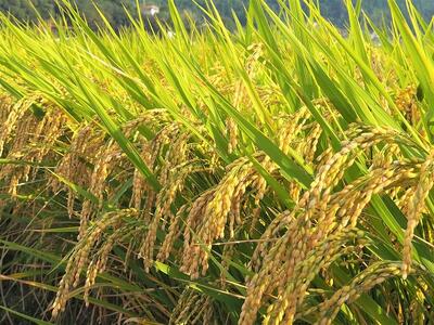 内子からり米　令和7年産ヒノヒカリ（玄米10kg×2袋）【北海道・沖縄配送不可】