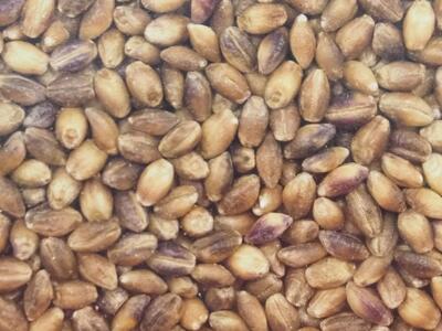 内子町産 もち麦（8kg）【穀物 穀類 食品 人気 おすすめ 送料無料】