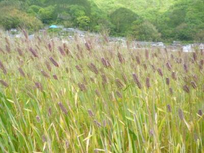 内子町産 もち麦（8kg）【穀物 穀類 食品 人気 おすすめ 送料無料】