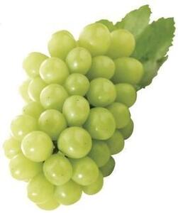 内子町産 シャインマスカット ムジ 3～5房 約2kg ＜2026年8月下旬～発送開始＞