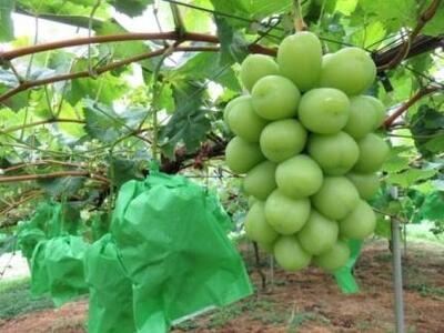 内子町産 シャインマスカット ムジ 3～5房 約2kg ＜2026年8月下旬～発送開始＞