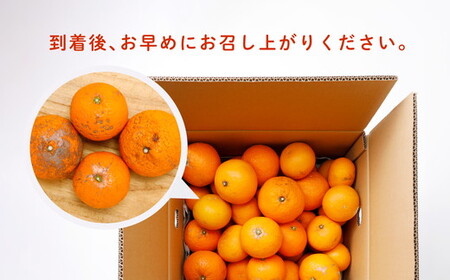 【先行受付】【※超訳あり】清見オレンジ 5kg ◇ | みかん 柑橘 ミカン 蜜柑 mikan 果物 フルーツ 糖度 甘い きよみ タンゴール 温州 オレンジ ミックス 愛媛県 伊方町 Misaki Base ※2025年3月中旬～4月中旬頃に順次発送予定 ※離島への配送不可