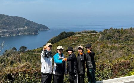 【訳あり】サンフルーツ 約10kg ※離島への配送不可 IKTAU012