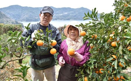 【先行受付】【数量限定】【山採り無選別】はるみ 5kg ※離島への配送不可（2026年2月より順次発送） IKTAB011 
