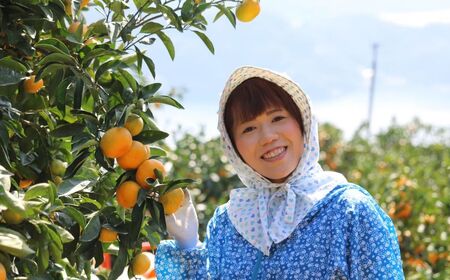 Premium清見ジュース（2本セット）※北海道・沖縄・離島への配送不可 【ふるさと納税 人気 おすすめ ランキング 柑橘 みかん ミカン フルーツ ジュース みかんジュース ミカンジュース オレンジジュース 清見 果物 OKUBO FARM 愛媛県 伊方町 送料無料】 IKTAT001 