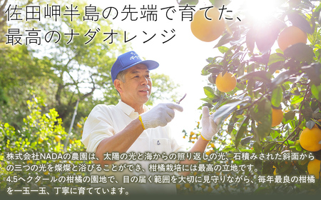 【農家直送】愛媛県産 ナダオレンジ 家庭用 4.5kg（2026年5月中旬より順次発送予定） IKTC006 