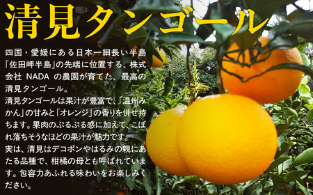 【先行予約】【農家直送】愛媛県産 清見タンゴール 贈答用 4.5kg（2026年3月上旬～4月中旬頃発送予定） IKTC007 