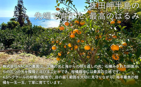 【先行予約】【農家直送】愛媛県産 はるみ 贈答用 4.5kg（2026年1月中旬～2月上旬頃発送予定） IKTC009 