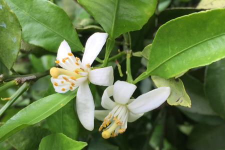 【愛媛県産】田縁農園の無添加100% いよかんジュース（720ml×3本） ストレート果汁100％ IKTA009 