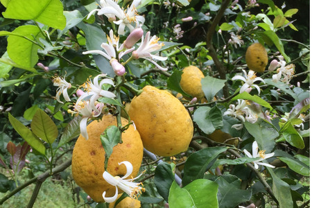 【年4回定期便】【愛媛県産】田縁農園の四季物語　春：瓢柑（7kg）、夏：果樹100%ストレートジュース（720ml×3本 / みかん、せとか、不知火）、秋：早生みかん（10kg）、冬：甘平（2kg） IKTA010 